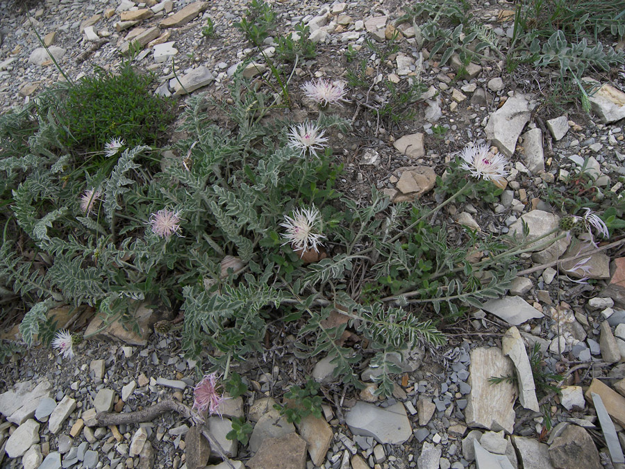 Image of Psephellus declinatus var. albus specimen.