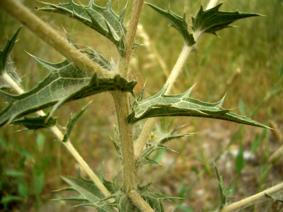 Изображение особи Carthamus &times; turkestanicus.