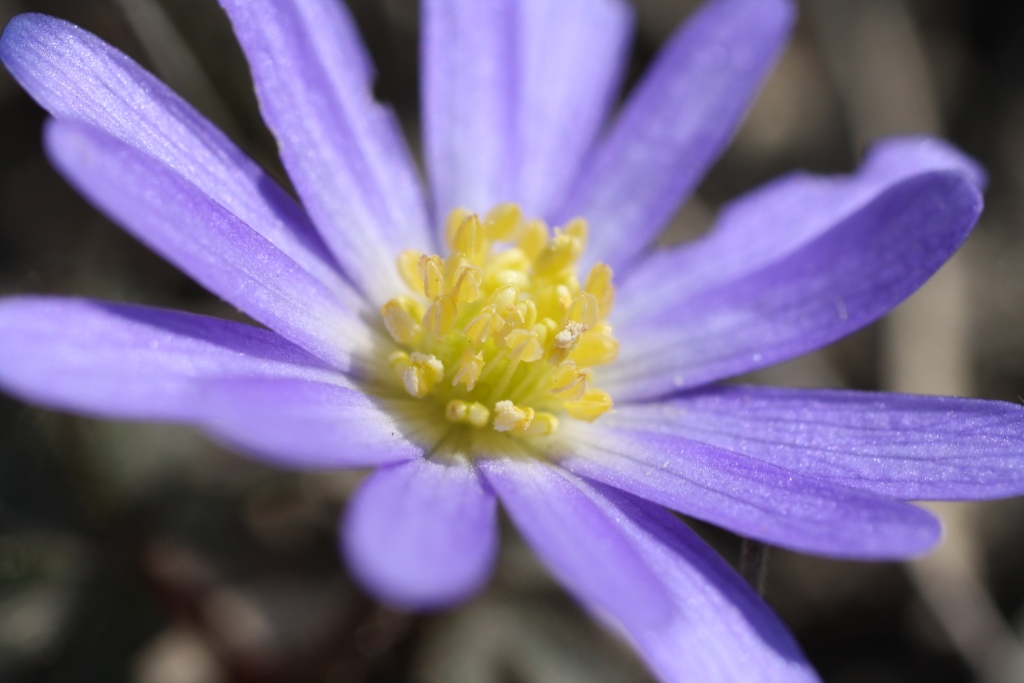 Image of Anemone banketovii specimen.