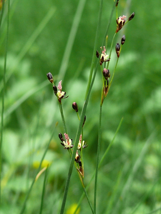 Изображение особи Juncus atrofuscus.