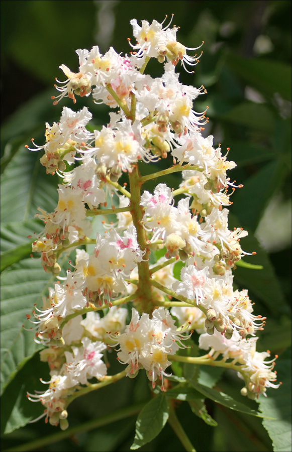 Изображение особи Aesculus hippocastanum.