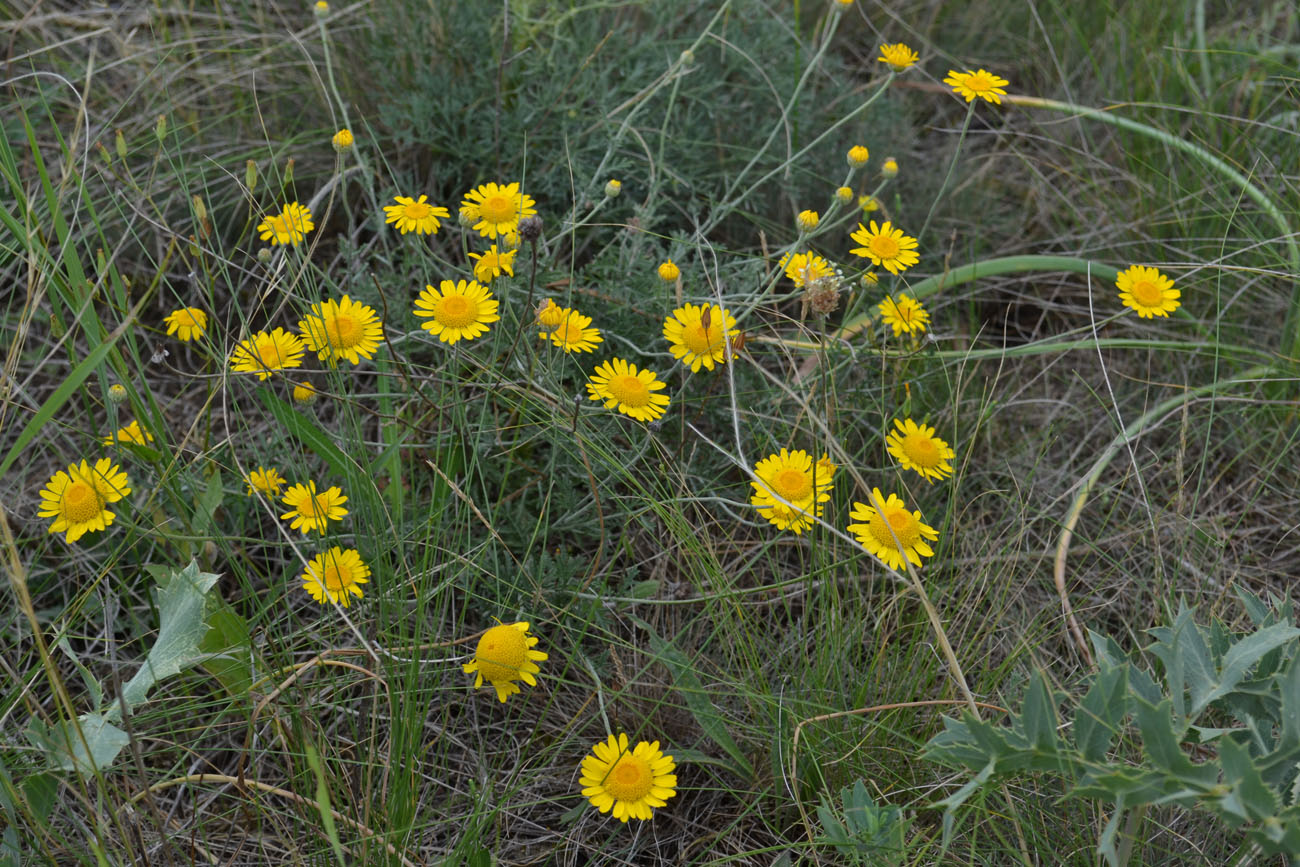 Image of Anthemis monantha specimen.