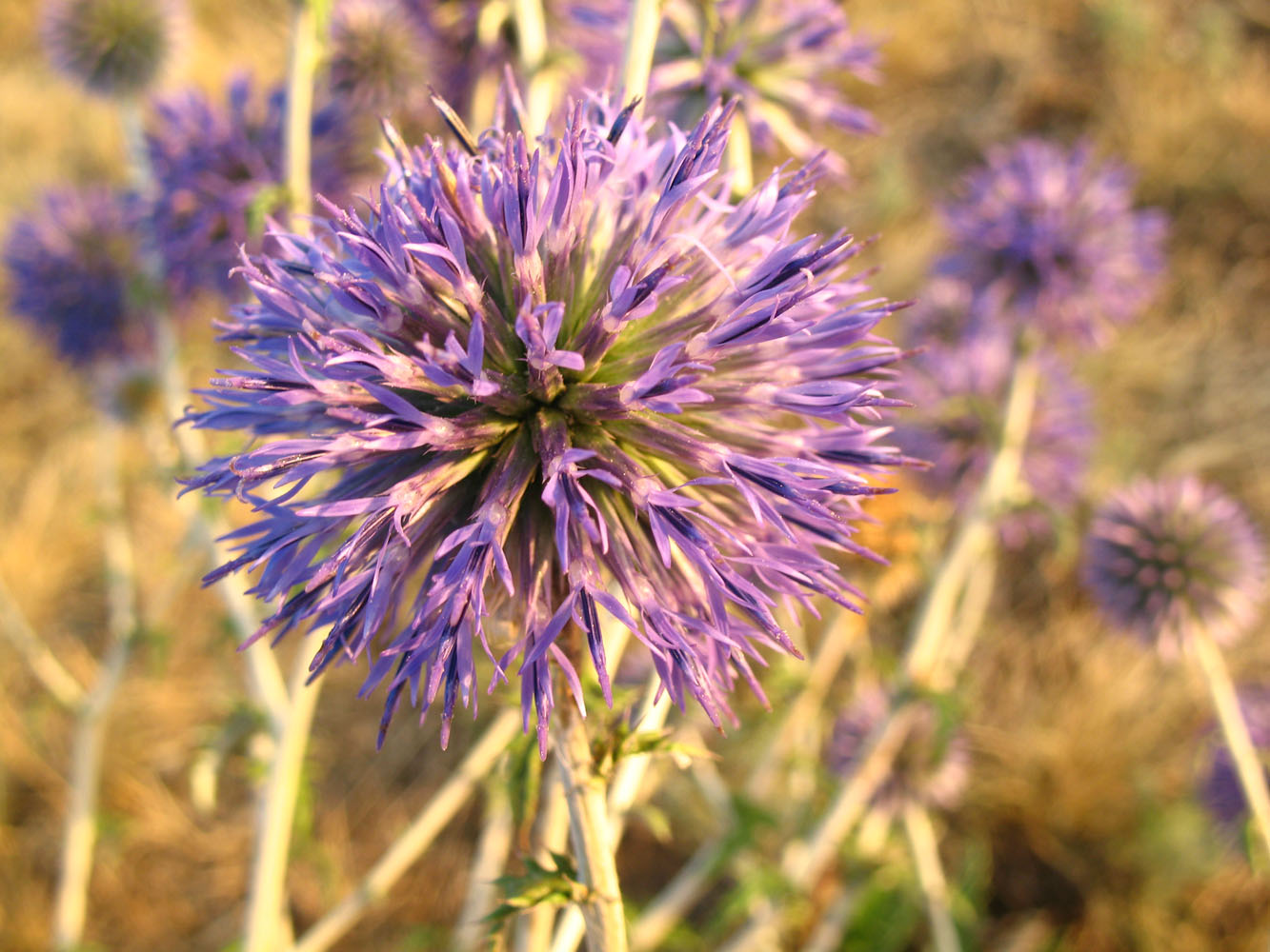 Image of Echinops ruthenicus specimen.