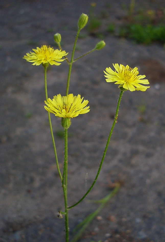 Image of Lagoseris sancta specimen.