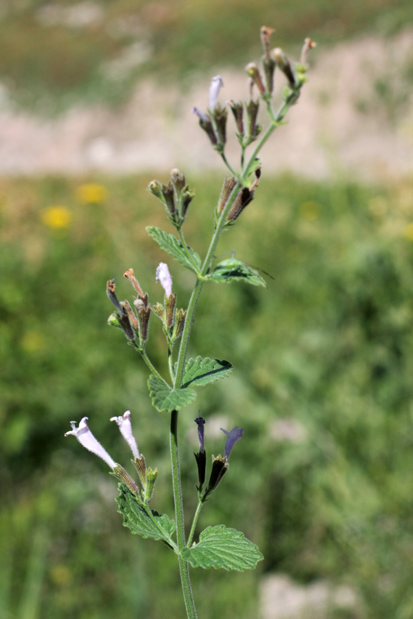 Image of Lophanthus tschimganicus specimen.