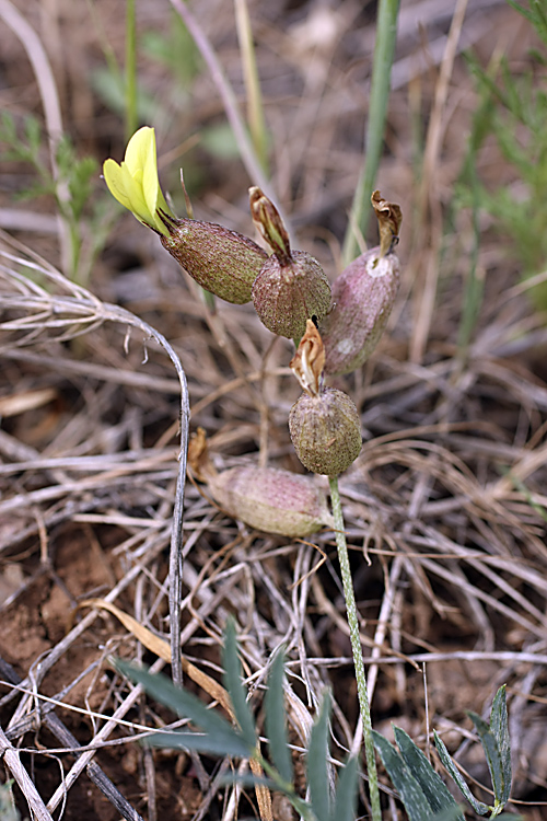 Image of Astragalus xanthomeloides specimen.