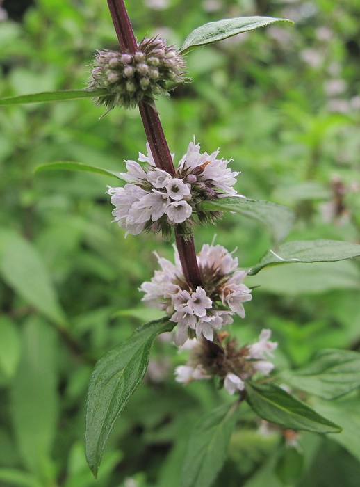 Image of Mentha &times; gracilis specimen.