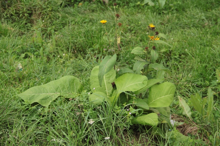 Изображение особи Inula helenium.