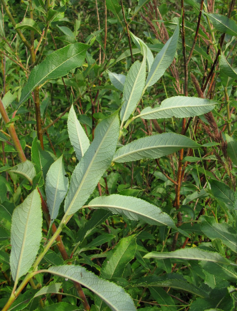 Image of Salix &times; tetrapla specimen.