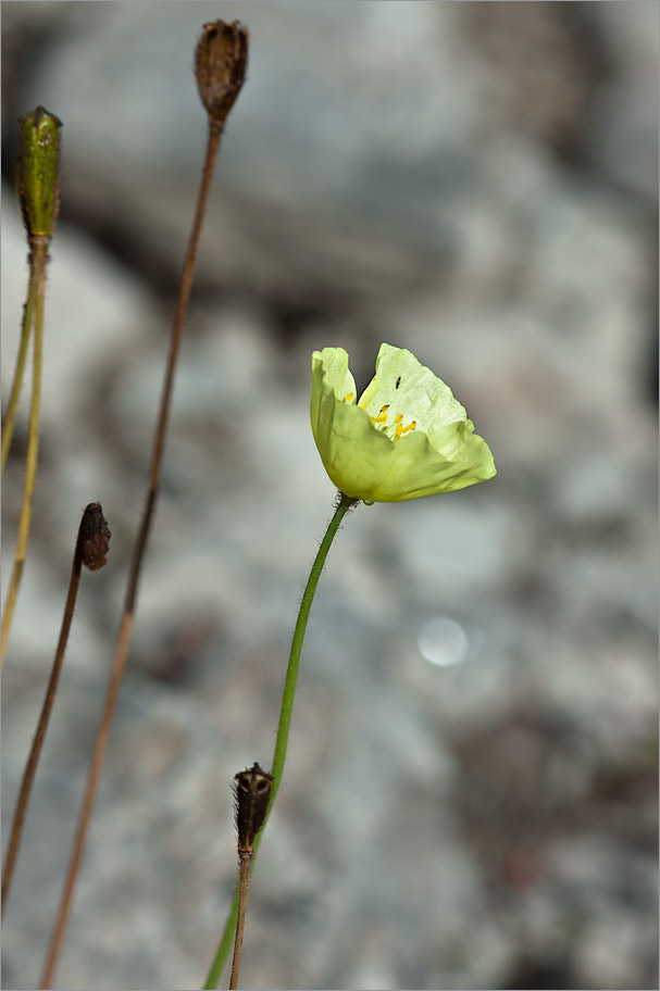 Изображение особи Papaver lapponicum.