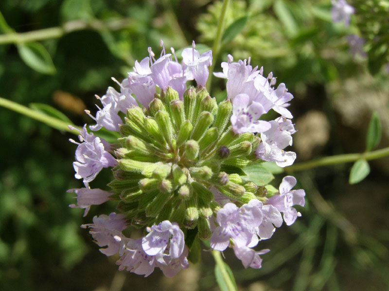 Image of Ziziphora pedicellata specimen.