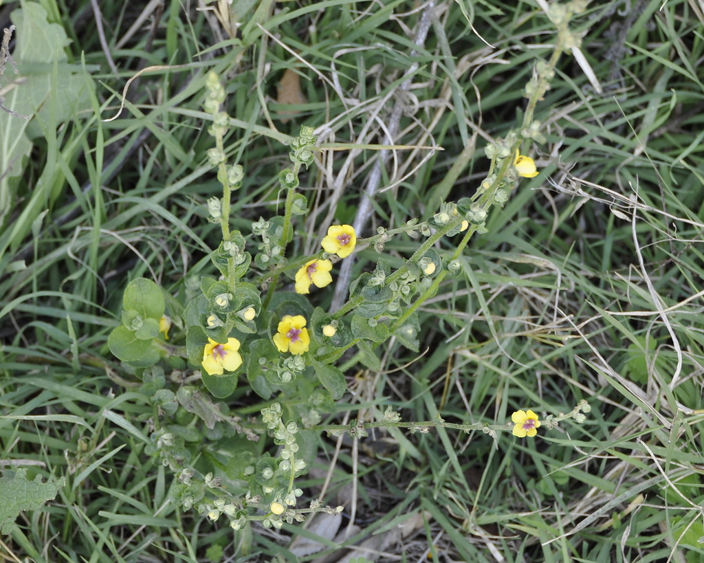 Image of genus Verbascum specimen.