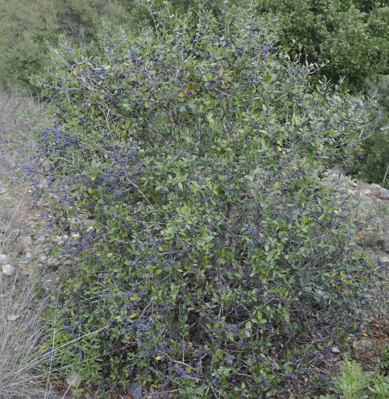 Image of Phillyrea latifolia specimen.