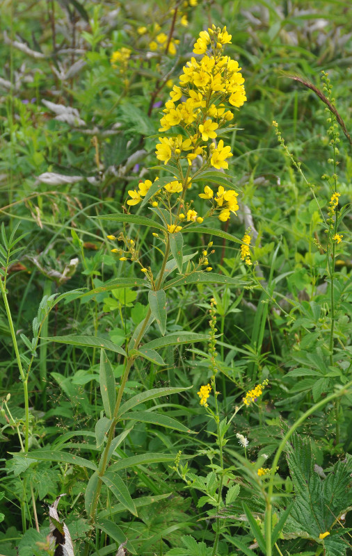 Image of Lysimachia davurica specimen.