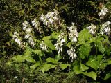 Hosta plantaginea. Цветущие растения. Владивосток, Ботанический сад-институт ДВО РАН. 13.09.2009.