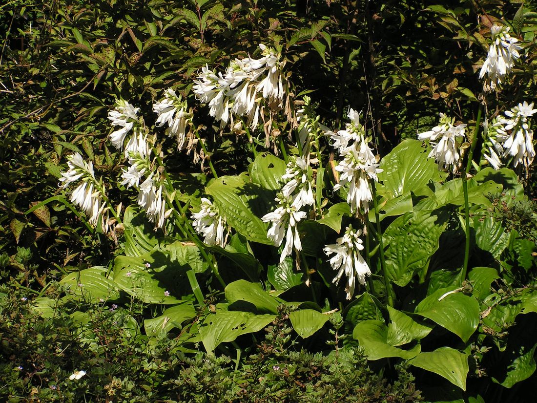 Изображение особи Hosta plantaginea.