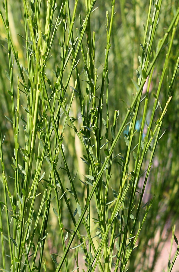 Изображение особи Sarothamnus scoparius.