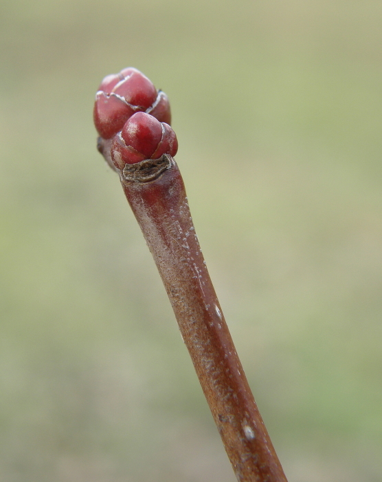 Image of Crataegus macracantha specimen.