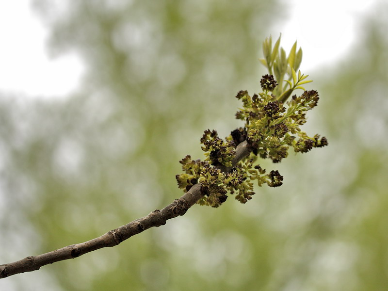 Image of Fraxinus pennsylvanica specimen.