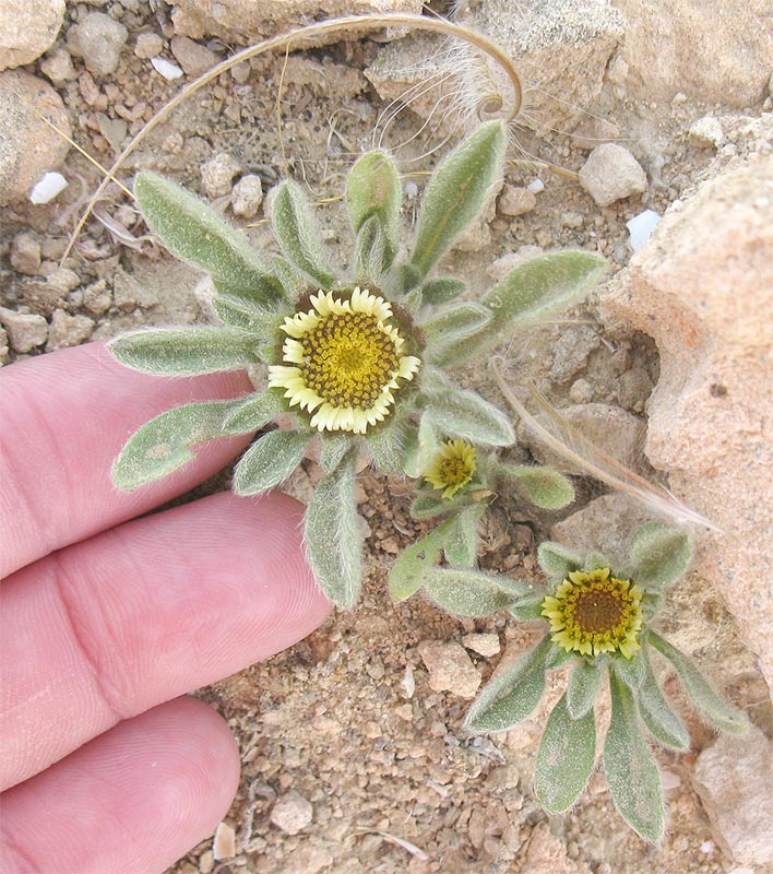 Image of Asteriscus hierochunticus specimen.