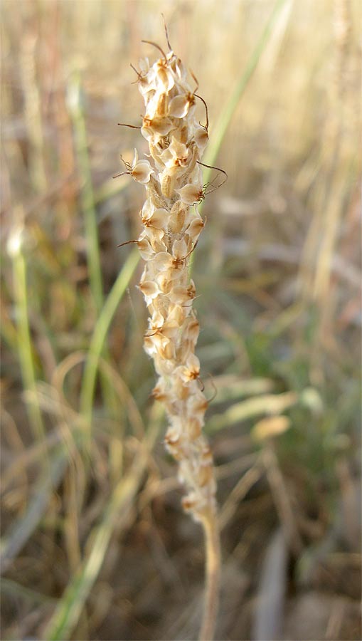 Image of Plantago cylindrica specimen.