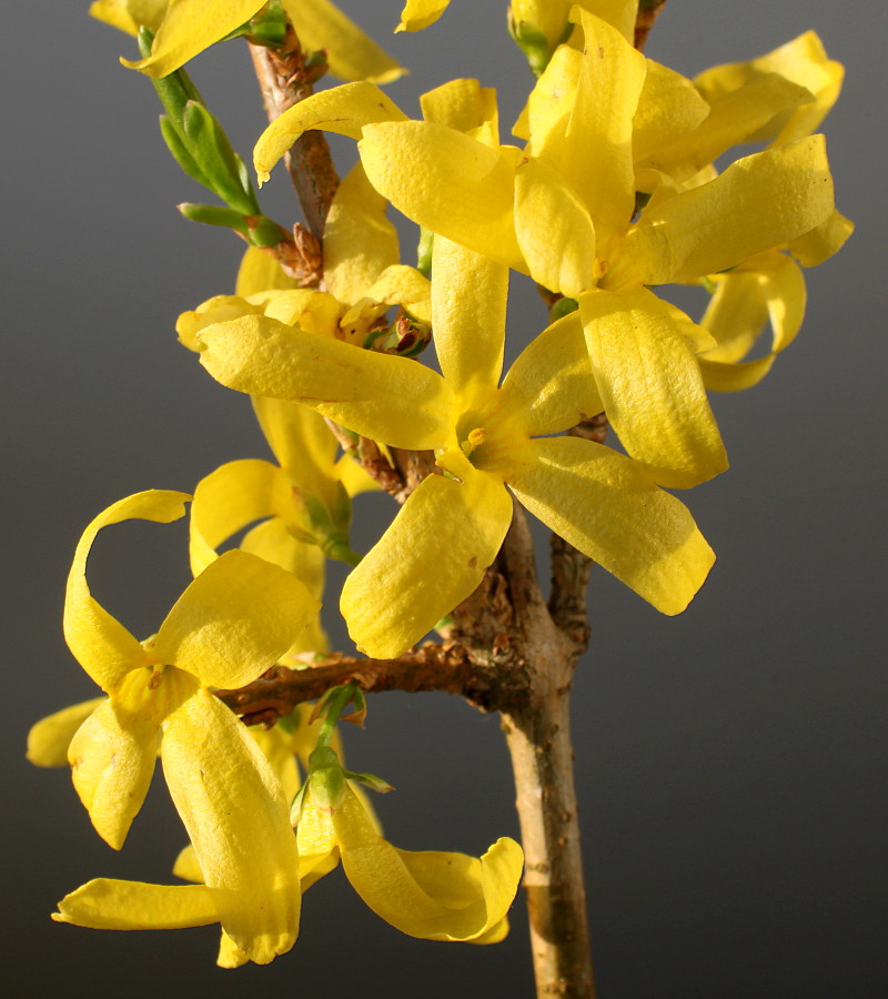 Image of Forsythia &times; intermedia specimen.