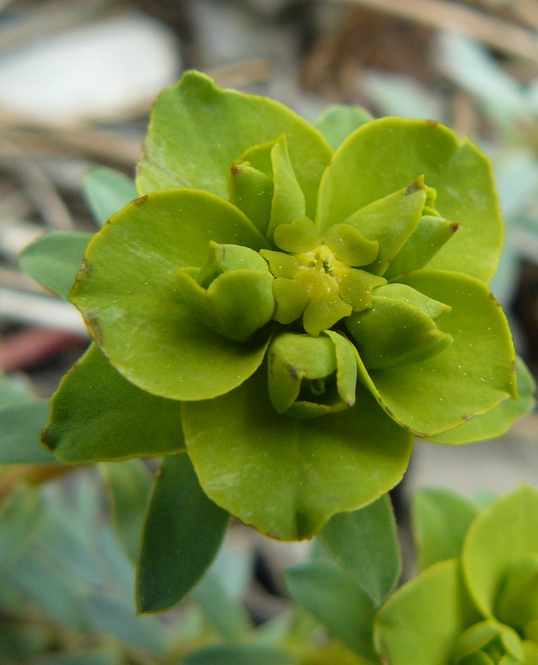 Image of Euphorbia glareosa specimen.