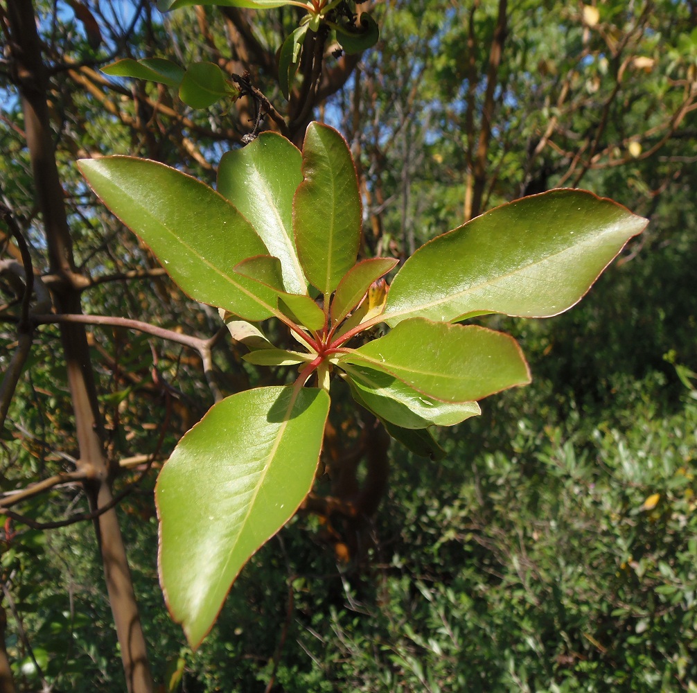 Image of Arbutus andrachne specimen.