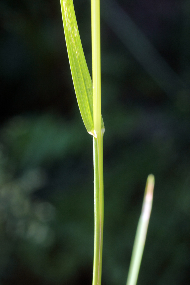 Image of Poa pratensis specimen.