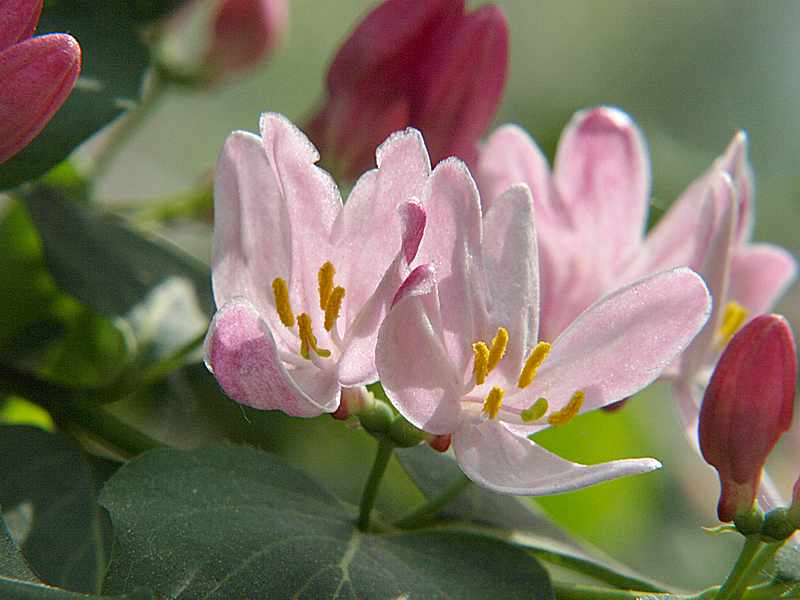 Image of Lonicera tatarica specimen.