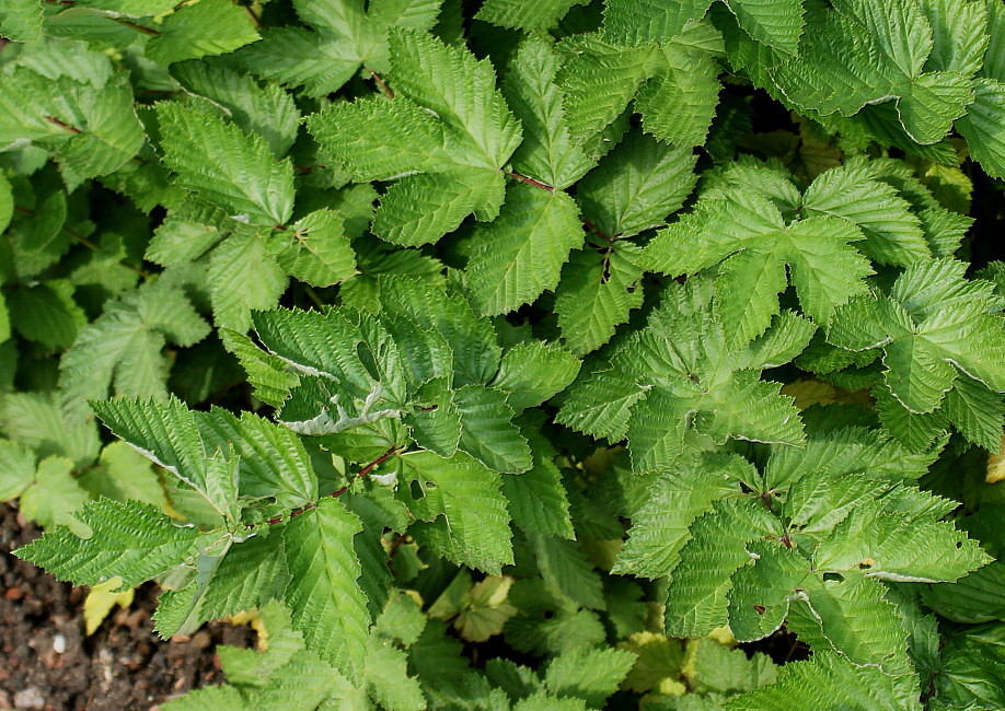 Image of Filipendula ulmaria specimen.