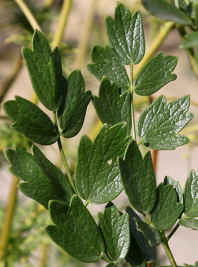 Изображение особи Thalictrum flavum.