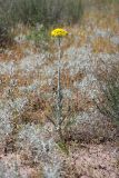 Pseudohandelia umbellifera. Цветущее растение. Южный Казахстан, восточная граница пустыни Кызылкум. 04.05.2013.
