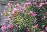 Nerium oleander