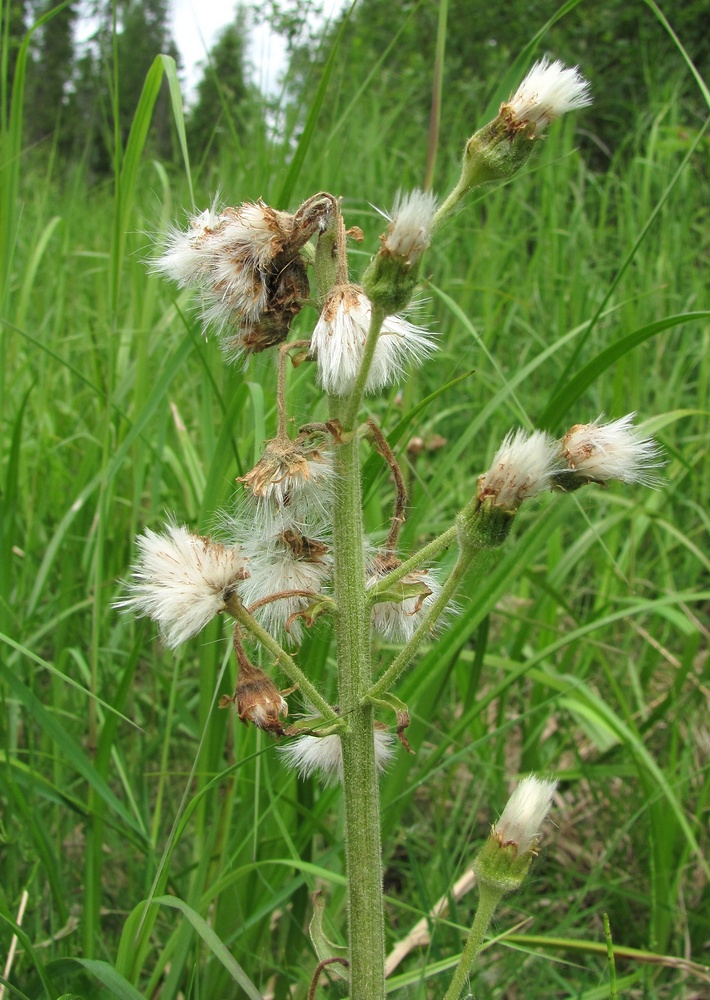 Image of Petasites frigidus specimen.