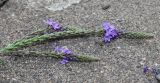 Verbena hastata