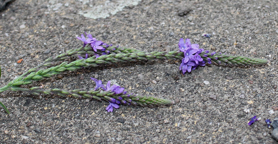 Image of Verbena hastata specimen.