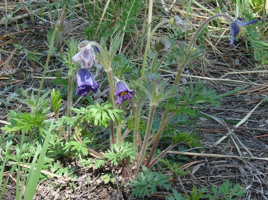 Image of Pulsatilla regeliana specimen.