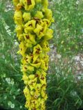 Verbascum nigrum. Часть соцветия. Вологодская обл., Великоустюгский р-н, урочище Опоки, правый берег р. Сухона. 06.07.2013.