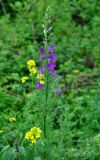 Delphinium hispanicum. Верхушка цветущего растения. Нагорный Карабах, Мартакертский р-н, окр. с. Колатак, окраина поля. 10.05.2013.