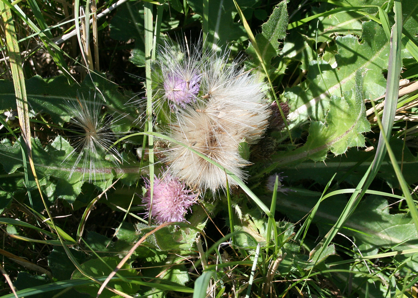 Изображение особи Cirsium esculentum.