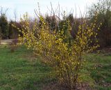 Forsythia europaea. Цветущий куст. Украина, г. Запорожье, Запорожский детский ботанический сад. 30.03.2014.