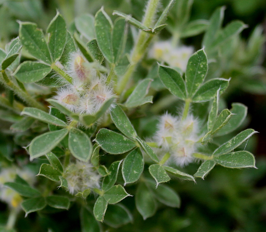 Изображение особи Chamaecytisus supinus.