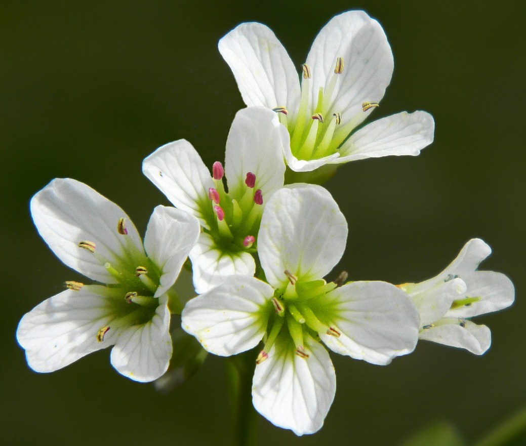 Изображение особи Cardamine amara.