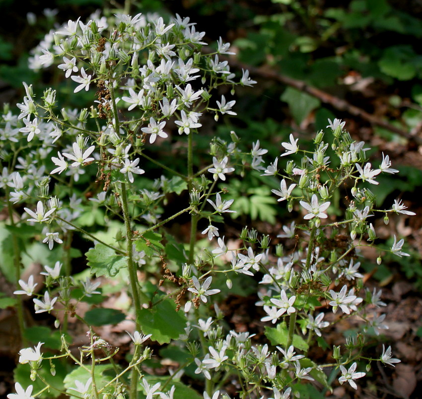 Image of Saxifraga rotundifolia specimen.