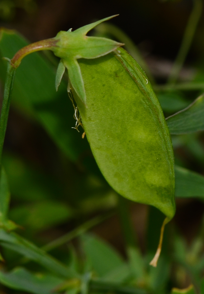 Image of Lathyrus marmoratus specimen.