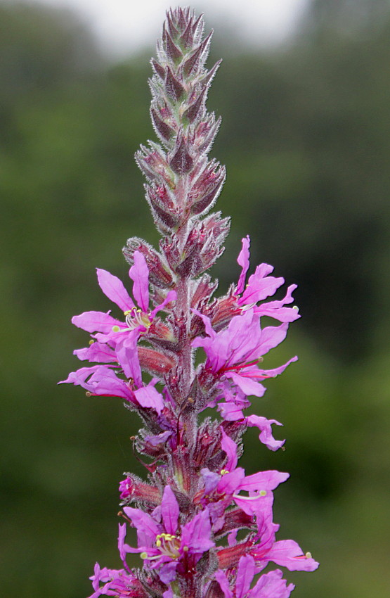 Image of Lythrum salicaria specimen.