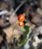 Convallaria keiskei