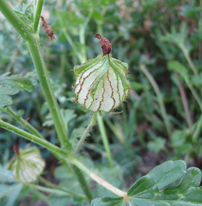 Image of Hibiscus trionum specimen.