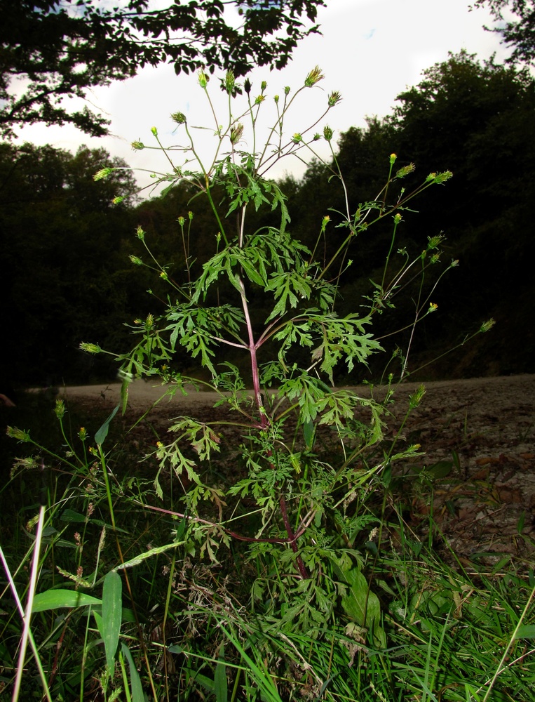 Image of Bidens bipinnata specimen.